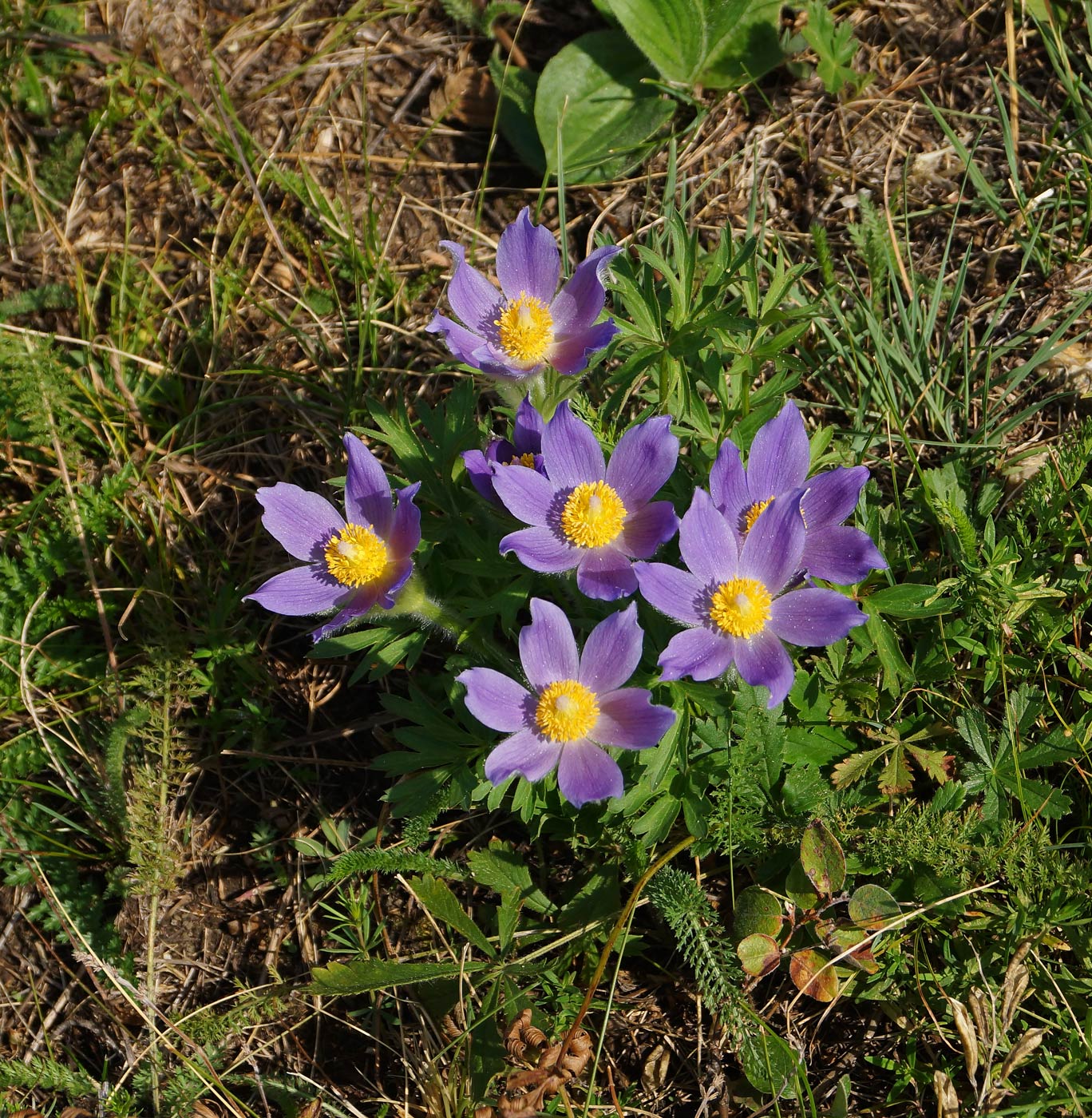 Image of Pulsatilla patens specimen.