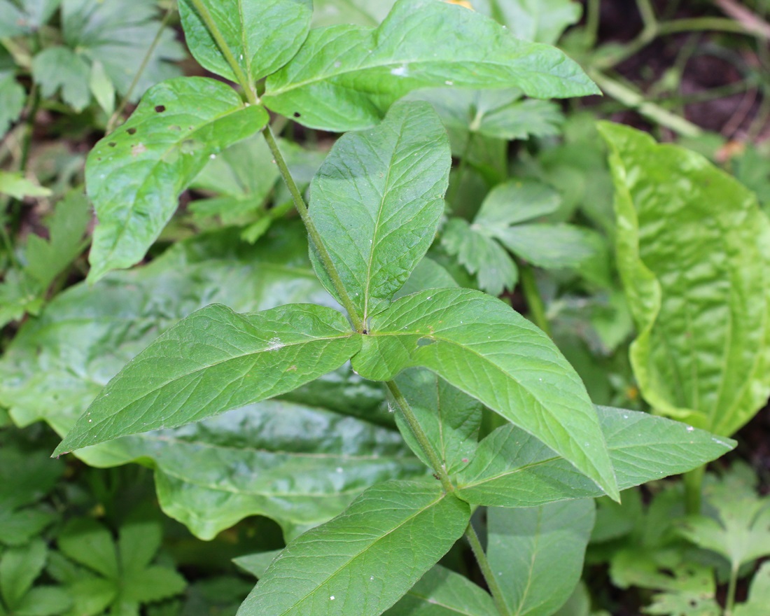 Image of Lysimachia vulgaris specimen.