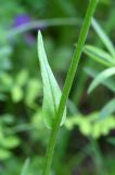 Tephroseris integrifolia