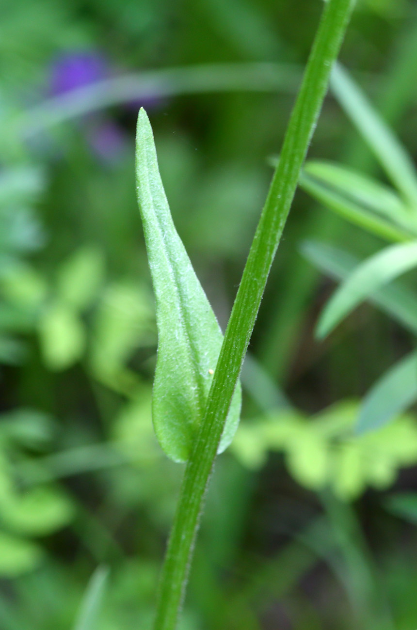 Изображение особи Tephroseris integrifolia.