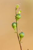 Linaria odora. Верхушка плодоносящего растения. Ростовская обл., Верхнедонской р-н, окр. хут. Морозовский, ур. Большие Буруны. 01.07.2018.