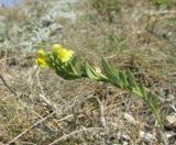 genus Linaria. Цветущее растение. Крым, Тарханкутский п-ов, окр. балки Большой Кастель, разреженная степь на кромке приморского обрыва. 6 июля 2018 г.