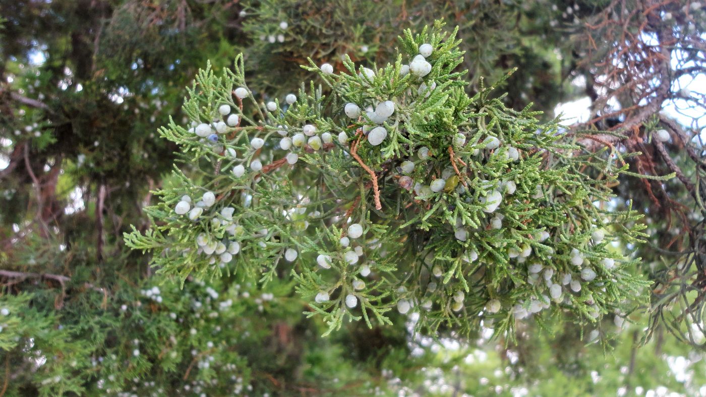 Изображение особи Juniperus virginiana.