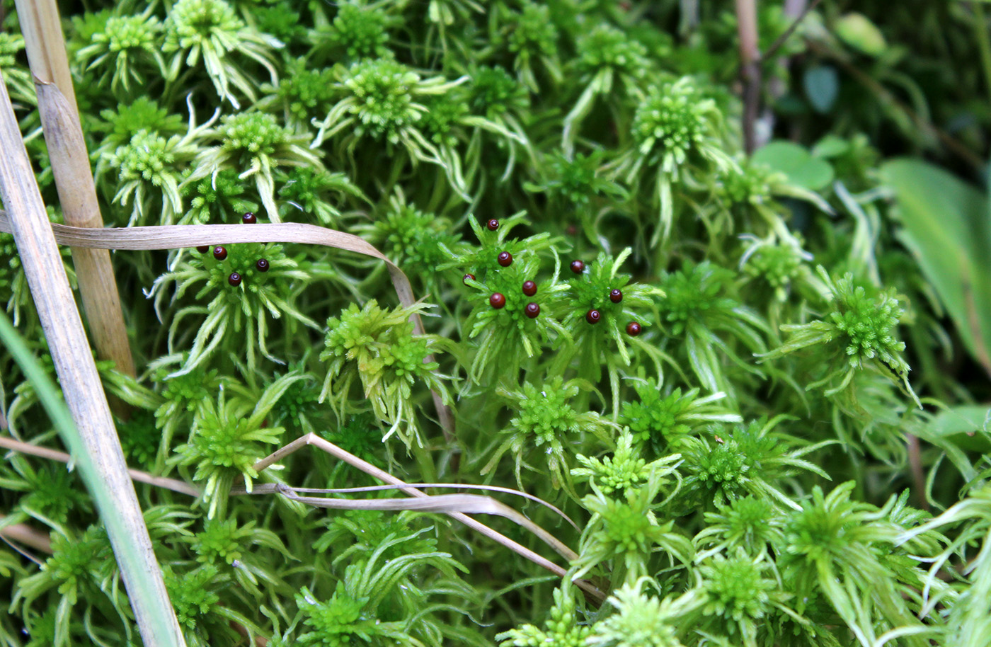 Image of Sphagnum angustifolium specimen.