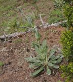 род Verbascum. Бутонизирующее растение. Грузия, Боржоми-Харагаульский национальный парк, маршрут №1; поляна на склоне среди хвойного леса (Picea orientalis и Pinus kochiana), ≈ 1750 м н.у.м. 26.05.2018.