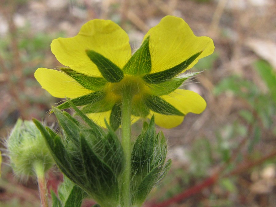 Изображение особи Potentilla recta.