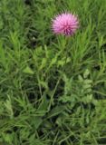 Cirsium pannonicum. Соцветие. Украина, Львов, ландшафтный парк \"Знесенье\", луговой склон. 30 мая 2009 г.