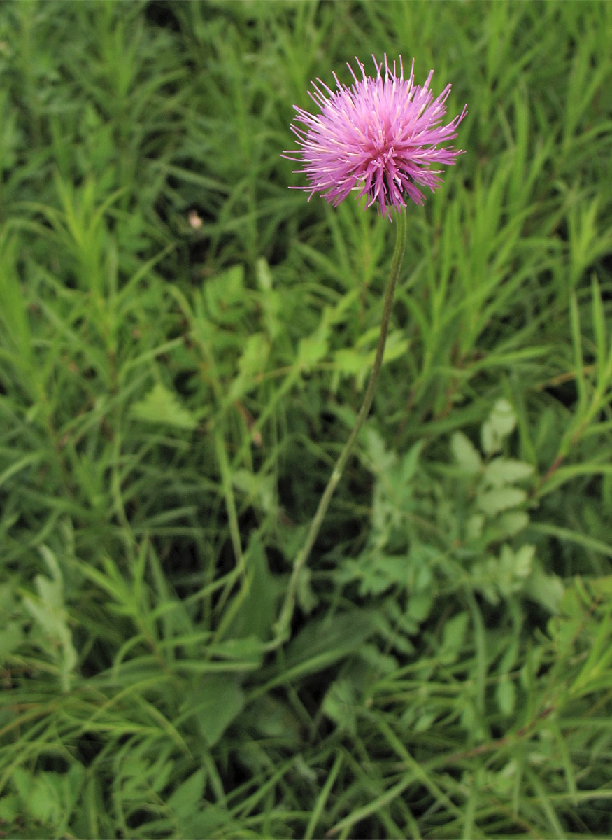 Изображение особи Cirsium pannonicum.