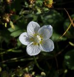 Parnassia palustris