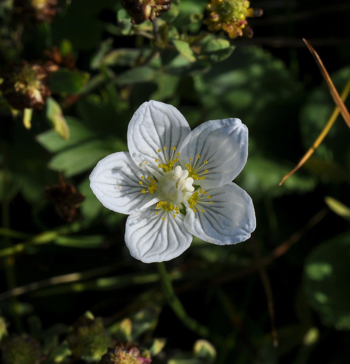 Изображение особи Parnassia palustris.