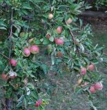 Malus domestica