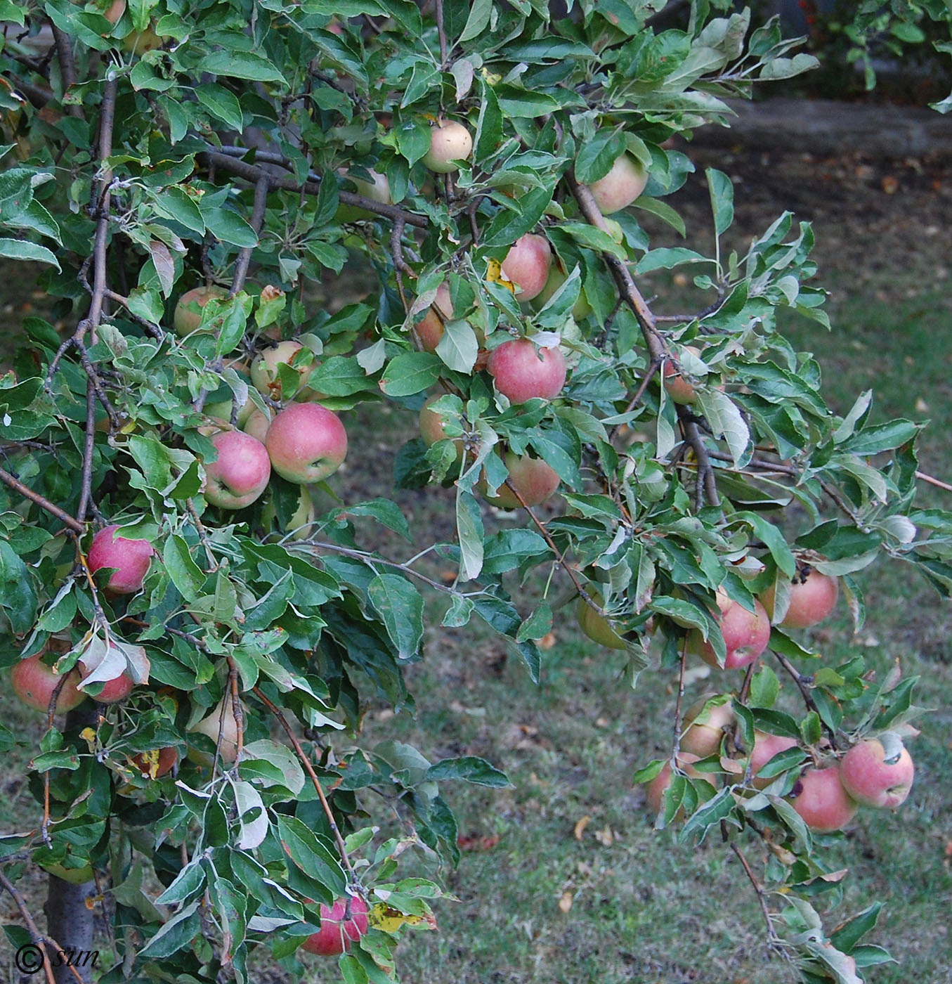 Изображение особи Malus domestica.