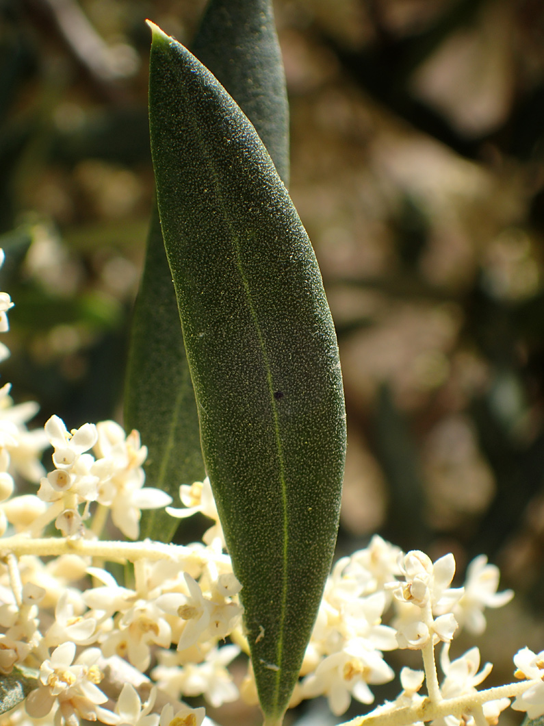 Image of Olea europaea specimen.