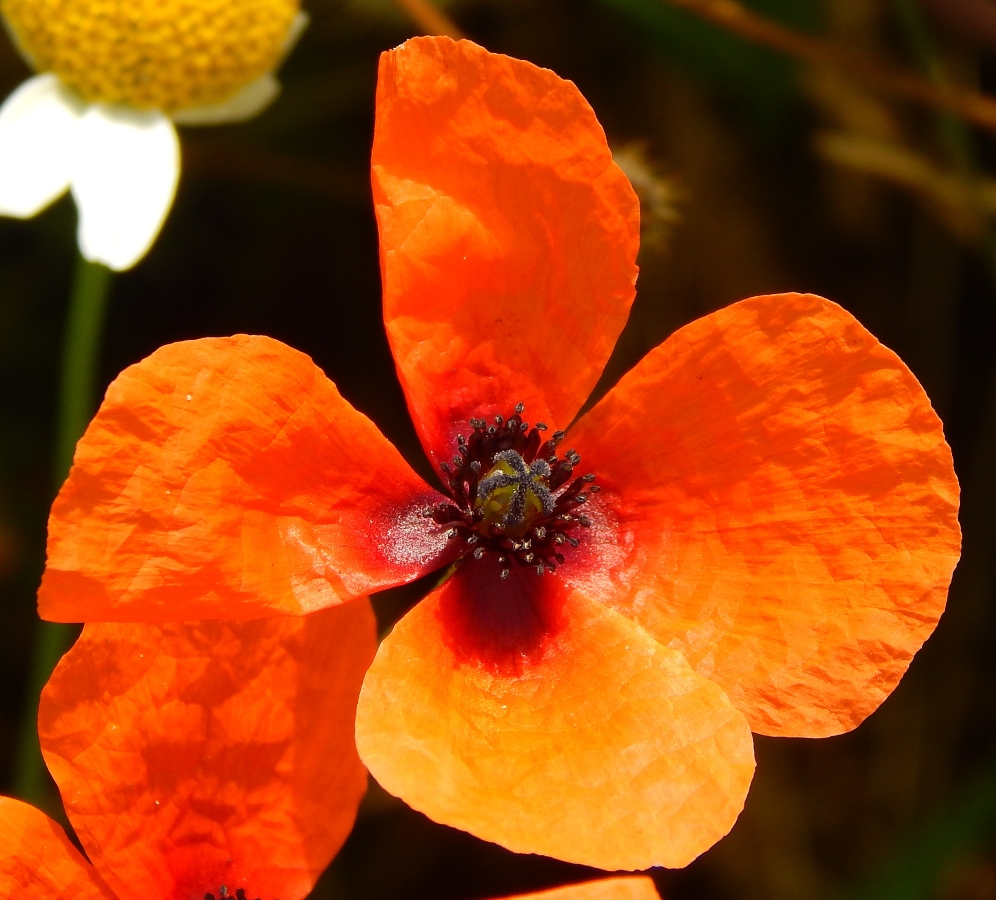 Изображение особи Papaver apulum.