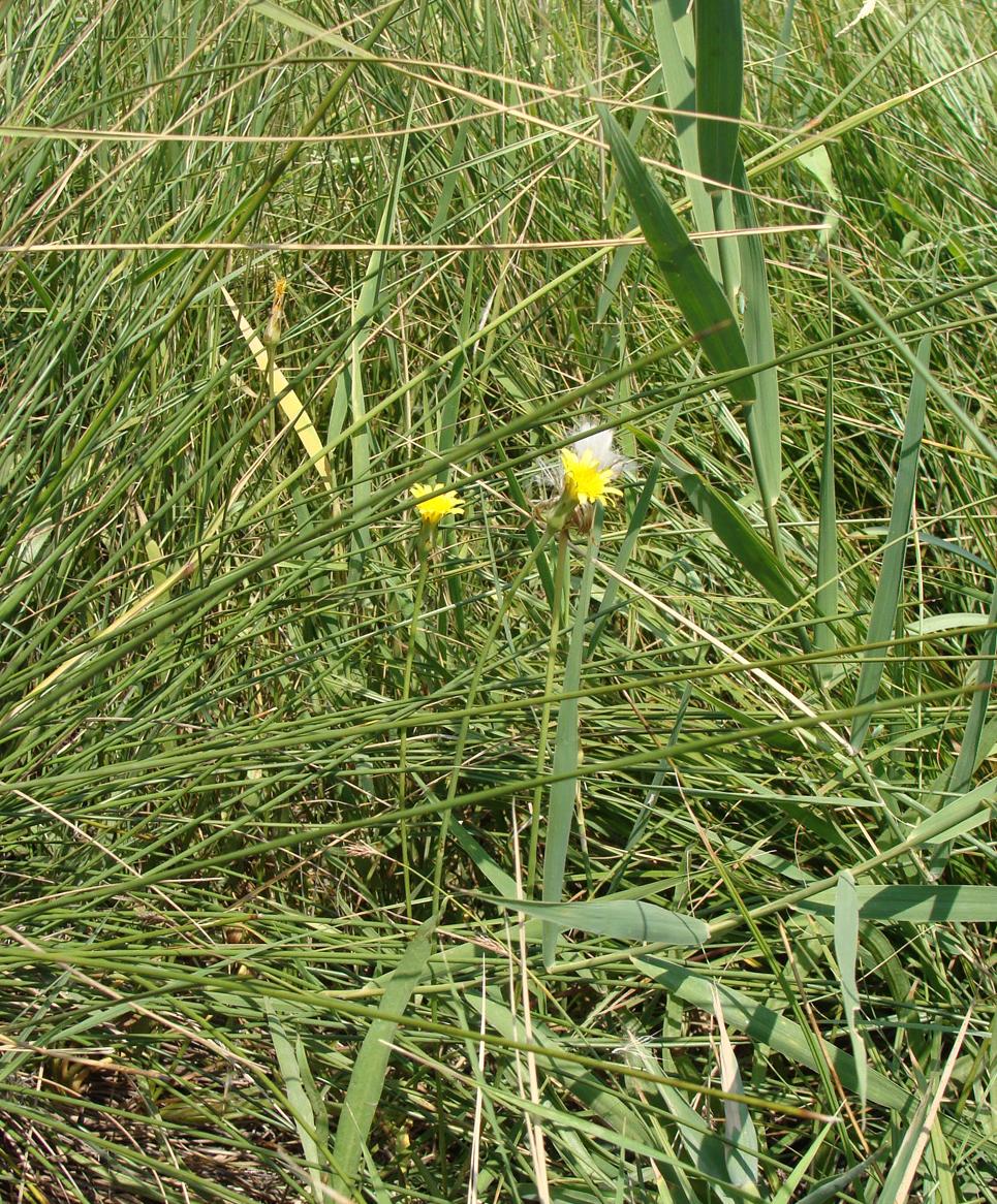 Image of Scorzonera parviflora specimen.