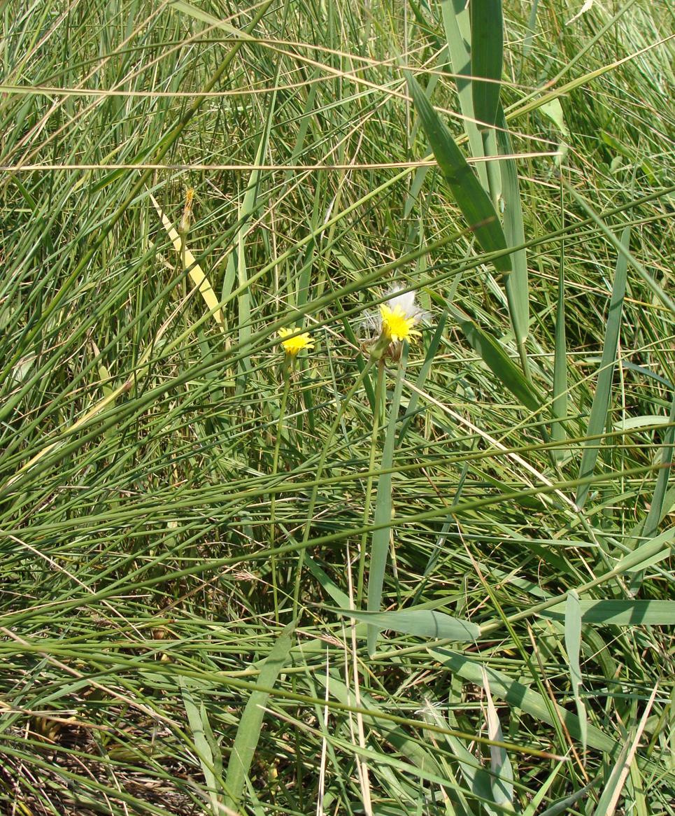 Изображение особи Scorzonera parviflora.