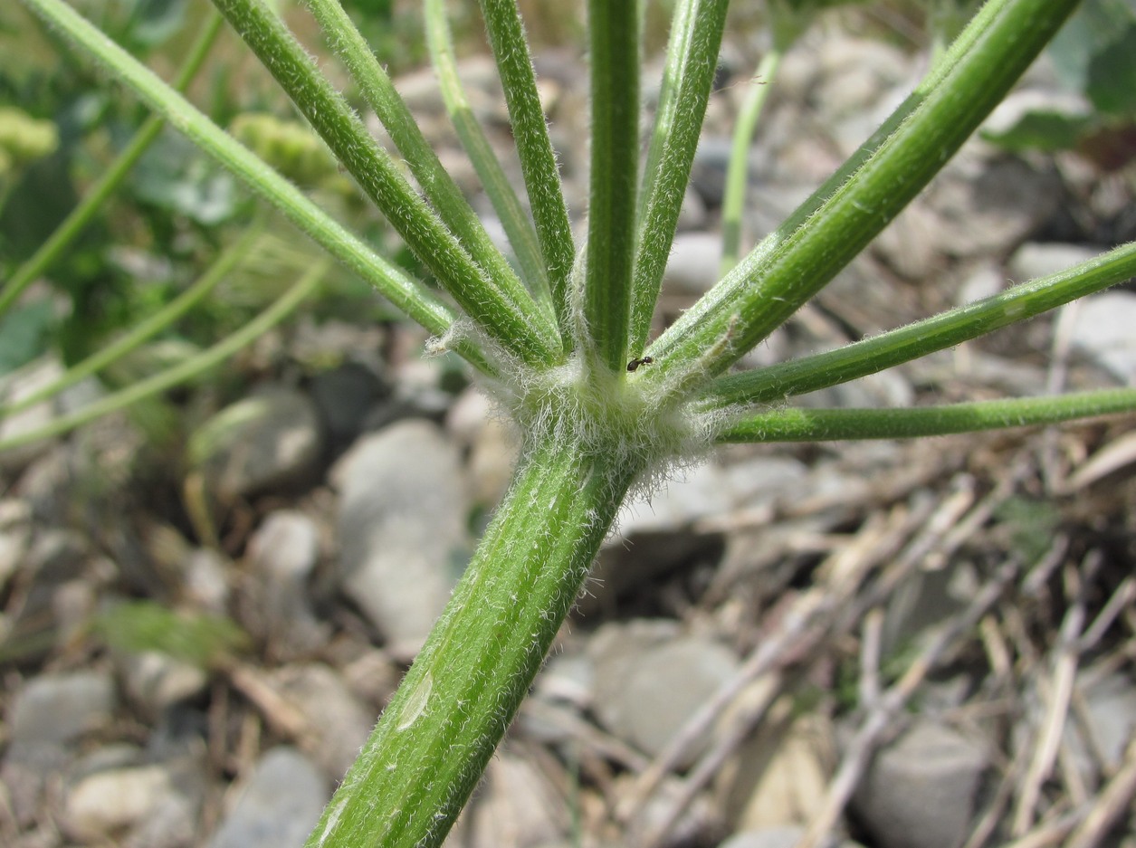 Image of Zosima absinthifolia specimen.