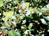 Cotoneaster lucidus