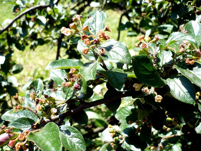 Image of Cotoneaster lucidus specimen.