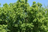 Acer tataricum