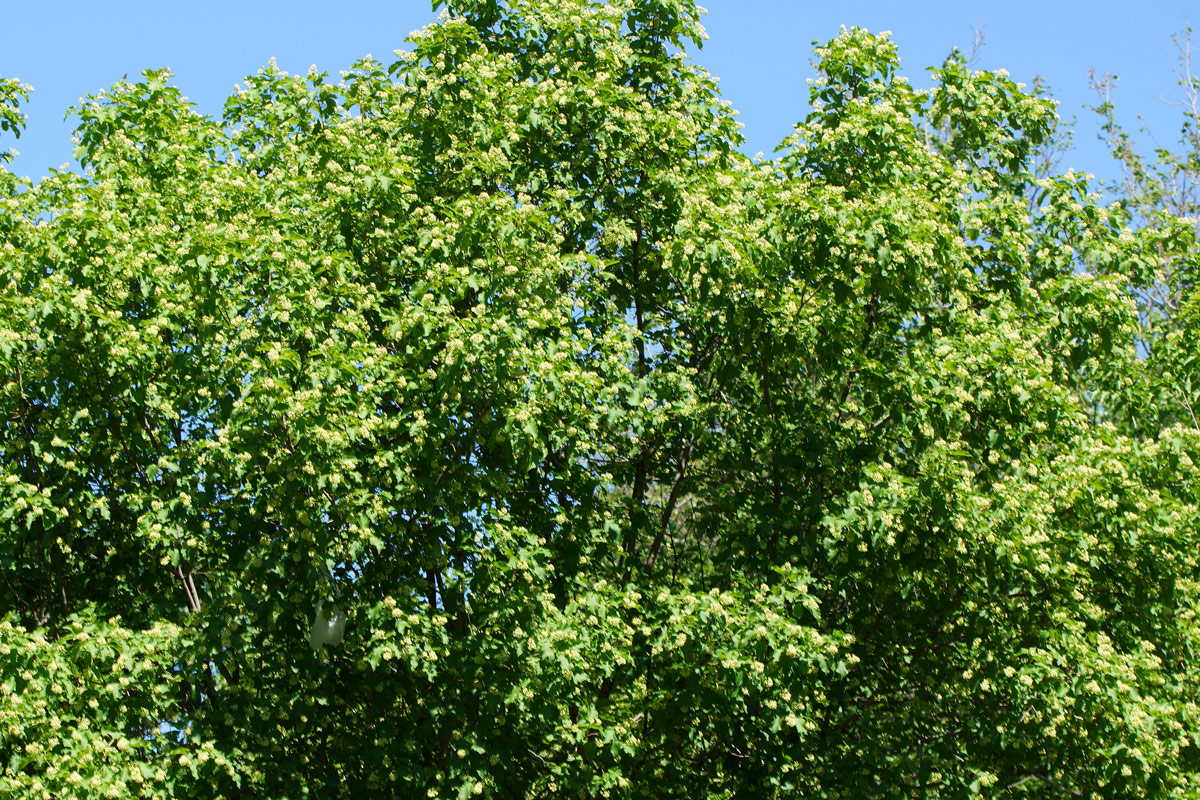 Image of Acer tataricum specimen.