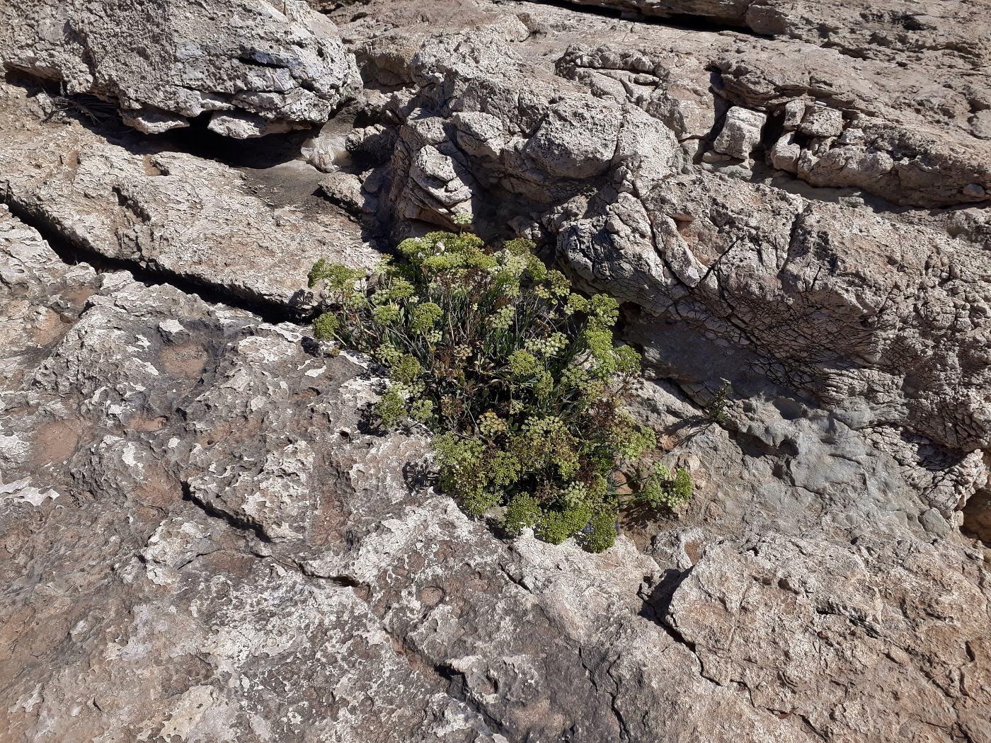 Изображение особи Crithmum maritimum.