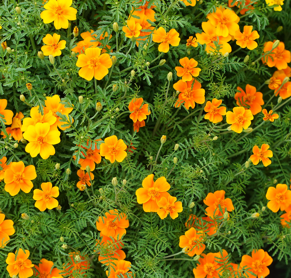 Изображение особи Tagetes tenuifolia.