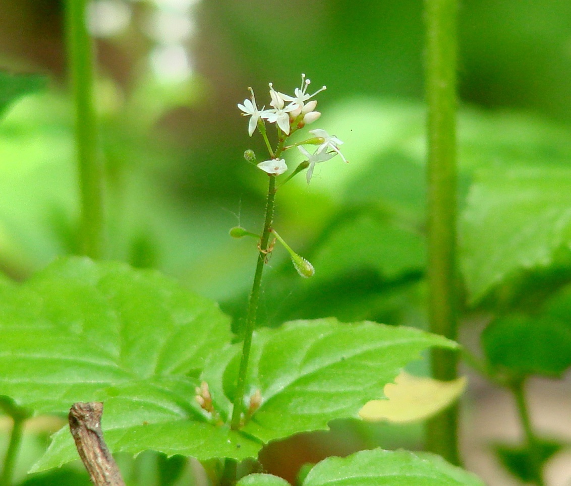 Изображение особи Circaea alpina.