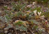 Astragalus depauperatus