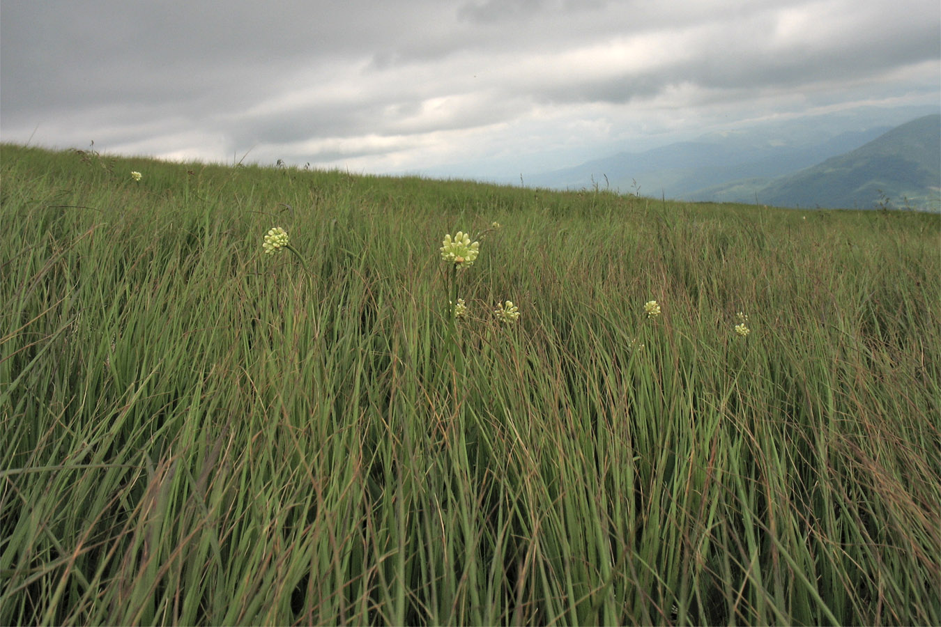 Image of Allium victorialis specimen.