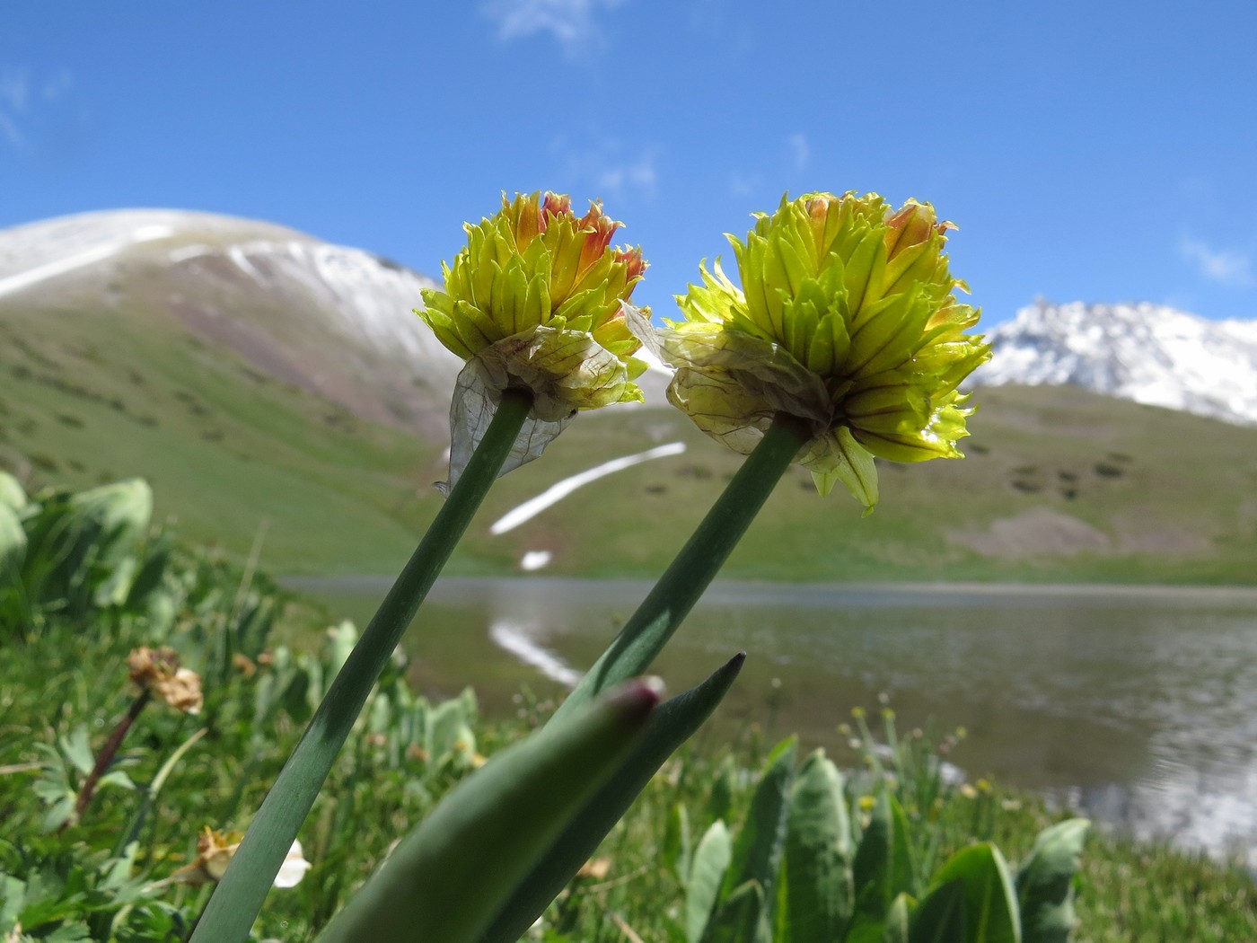 Image of Allium fedtschenkoanum specimen.