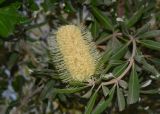 Banksia integrifolia
