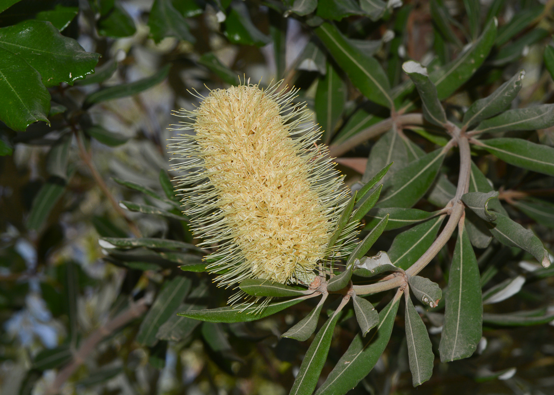 Image of Banksia integrifolia specimen.