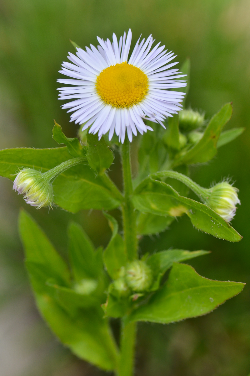 Изображение особи Erigeron annuus.