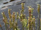 Plantago подвид subpolaris