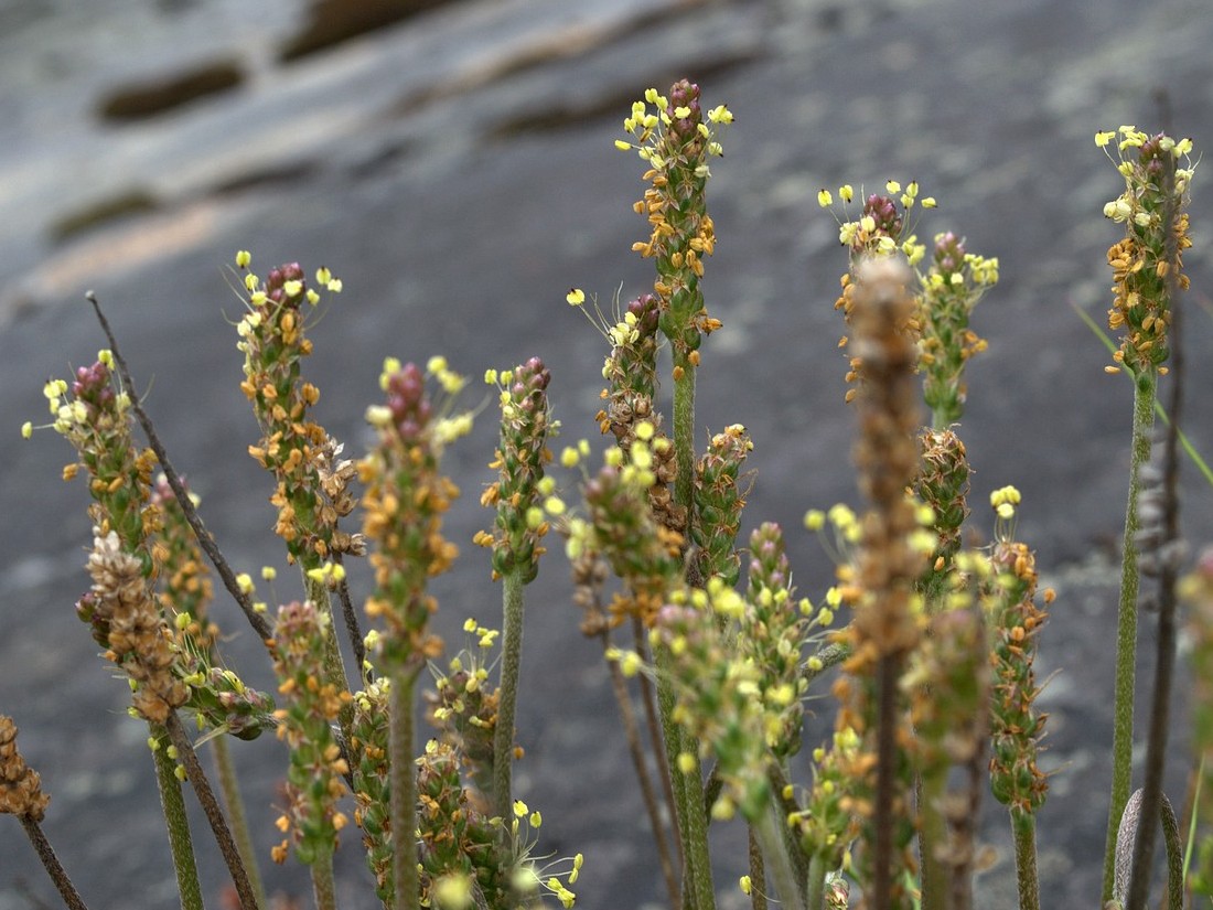 Image of Plantago maritima ssp. subpolaris specimen.