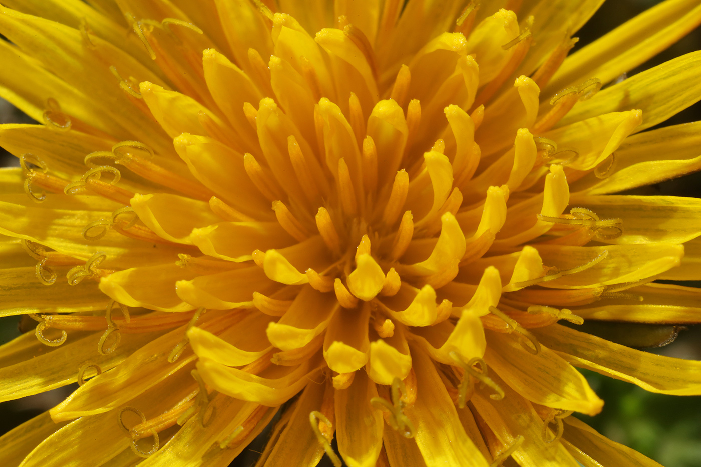 Image of genus Taraxacum specimen.