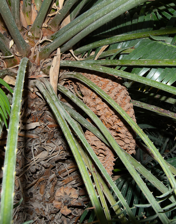 Image of Cycas thouarsii specimen.