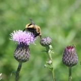 Cirsium setosum