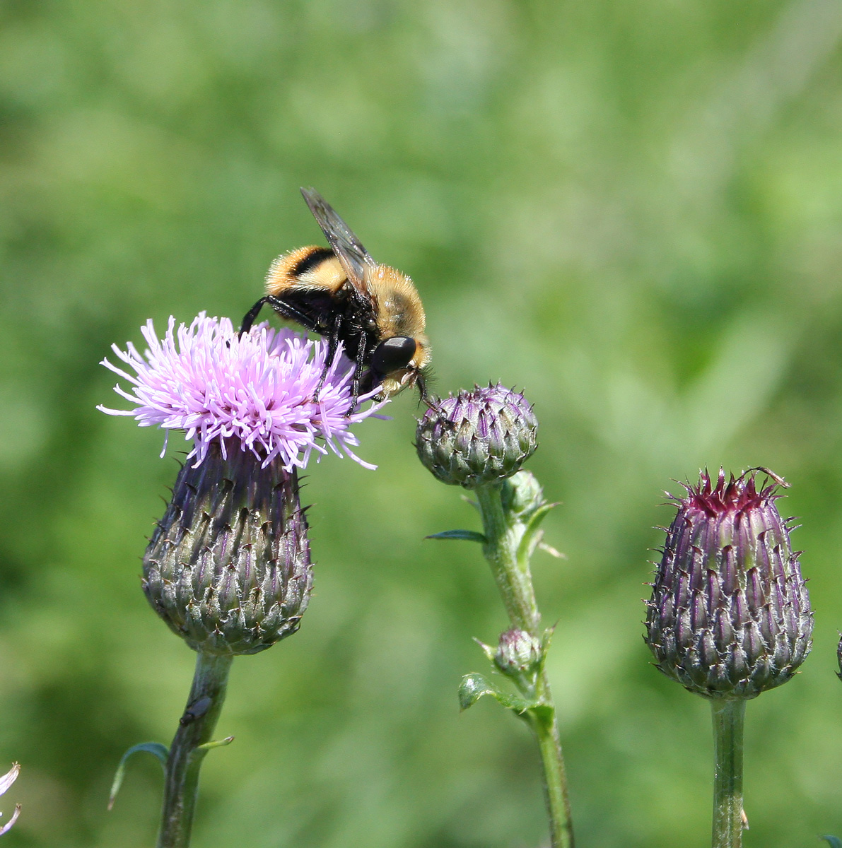 Изображение особи Cirsium setosum.