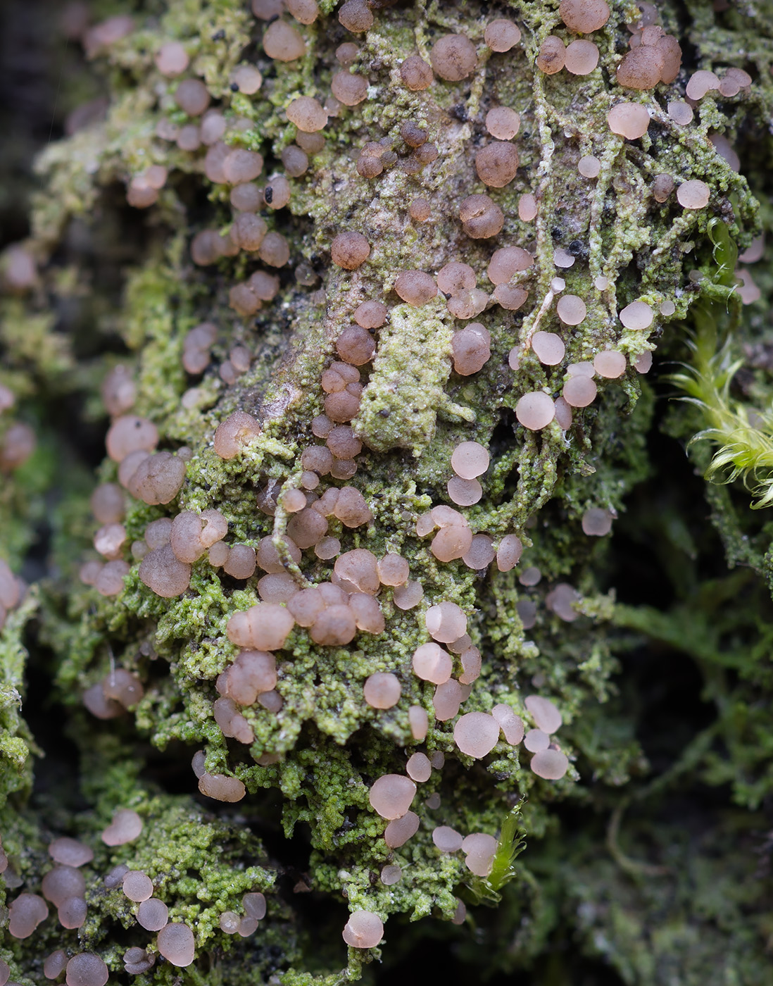 Image of Mycobilimbia carneoalbida specimen.