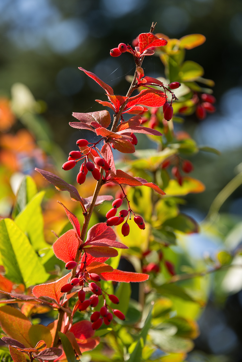 Image of genus Berberis specimen.