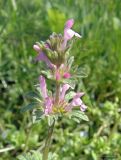 Lamium amplexicaule var. orientale