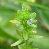 Veronica arvensis