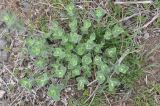 genus Nepeta. Вегетирующее растение. Турция, ил Карс, окр. храма Тайлар. 16.04.2019.