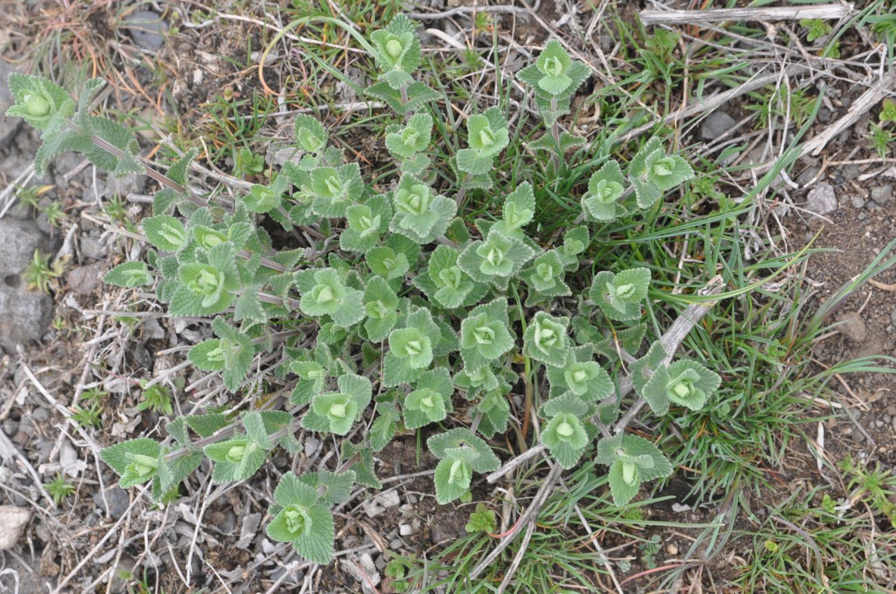 Изображение особи род Nepeta.