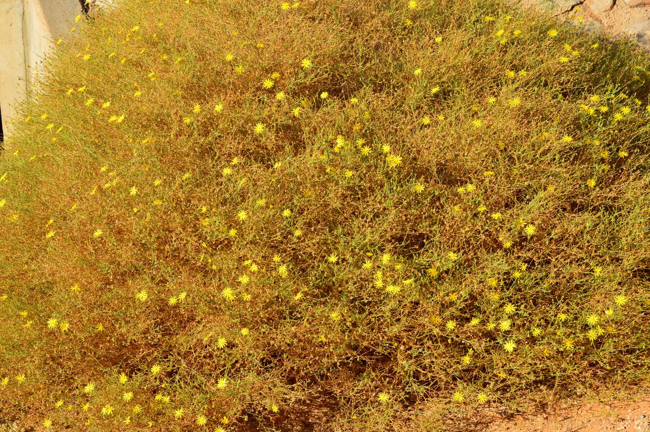 Image of familia Asteraceae specimen.