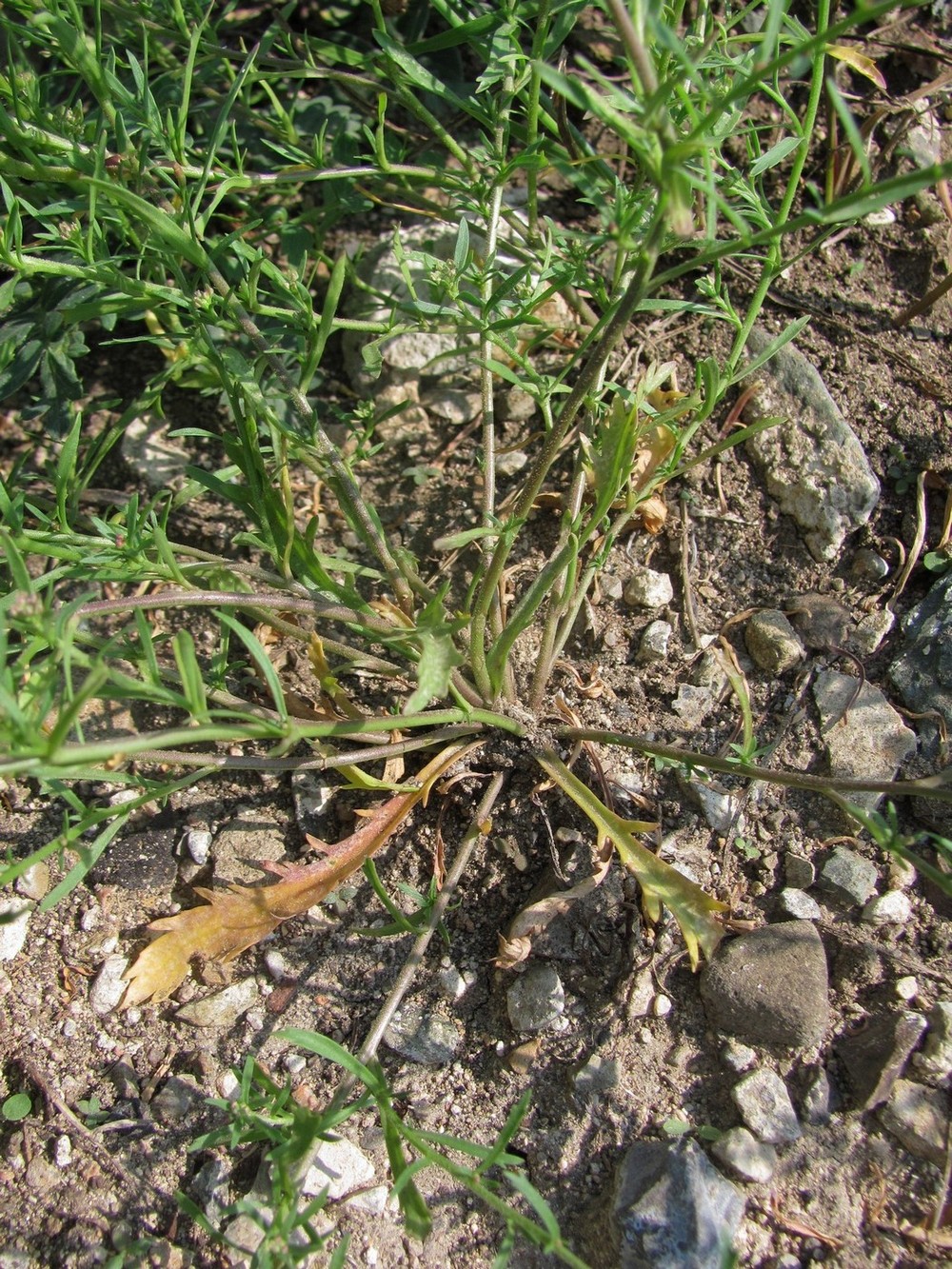 Image of Lepidium apetalum specimen.