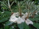 Rhododendron brachycarpum