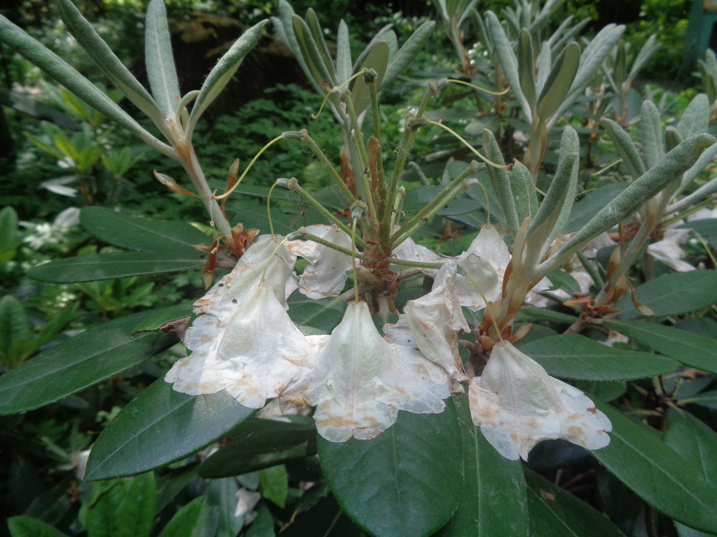 Изображение особи Rhododendron brachycarpum.